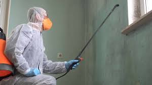 Best Basement Mold Removal  in USA